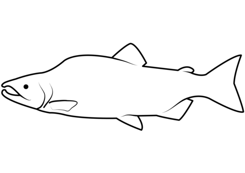 Pink Salmon (Oncorhynchus Gorbuscha) Coloring Page